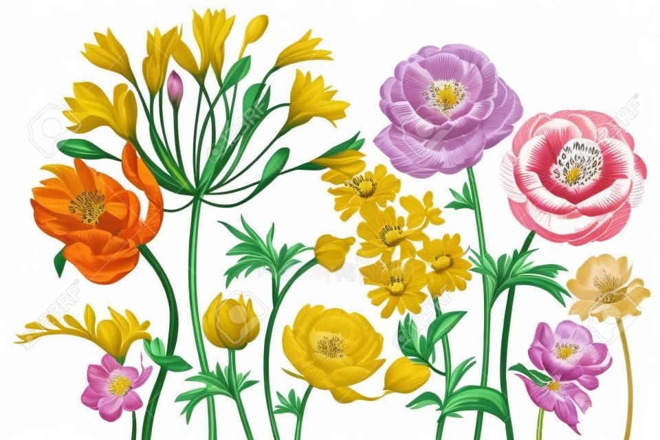 Bouquet of spring flowers blooming. Hand drawing tulip, African lily, ranunculus, anemones, lilac, freesia print gold foil on white background. Vector illustration art floral design. Vintage engraving
