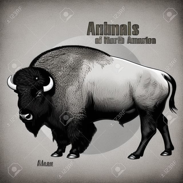 Bison. Hand drawing of wildlife. Animals of North America series. Vintage engraving style. Vector illustration art. Black and white. Isolated object of nature naturalistic sketch.
