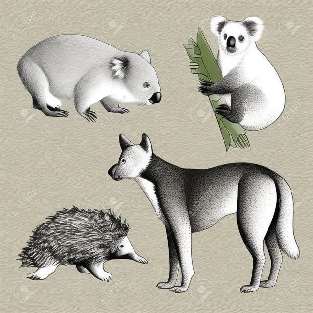 Koala beer, Wombat, Echidna, Dingo Honden hand tekening set. Dieren uit Australië serie. Vintage gravure stijl. Vector kunst illustratie. Zwart en wit. Het object van een naturalistische schets.