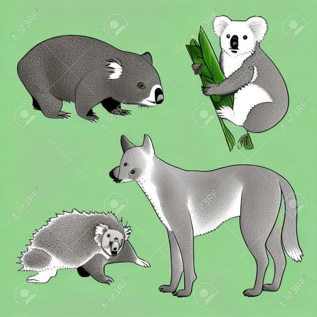 Koala beer, Wombat, Echidna, Dingo Honden hand tekening set. Dieren uit Australië serie. Vintage gravure stijl. Vector kunst illustratie. Zwart en wit. Het object van een naturalistische schets.