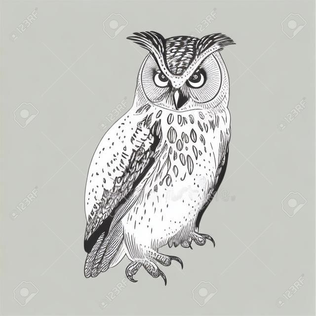 Owl. Realistic bird isolated on white background. Vector illustration. Predatory forest bird. Sketch hand drawing. Black and white. Vintage.