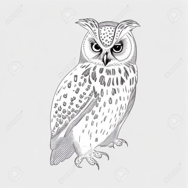 Owl. Realistic bird isolated on white background. Vector illustration. Predatory forest bird. Sketch hand drawing. Black and white. Vintage.