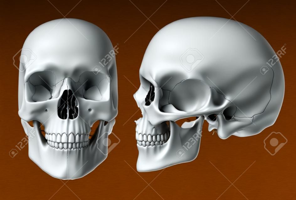 Imagen 3D de cráneo humano en plena cara y perfil