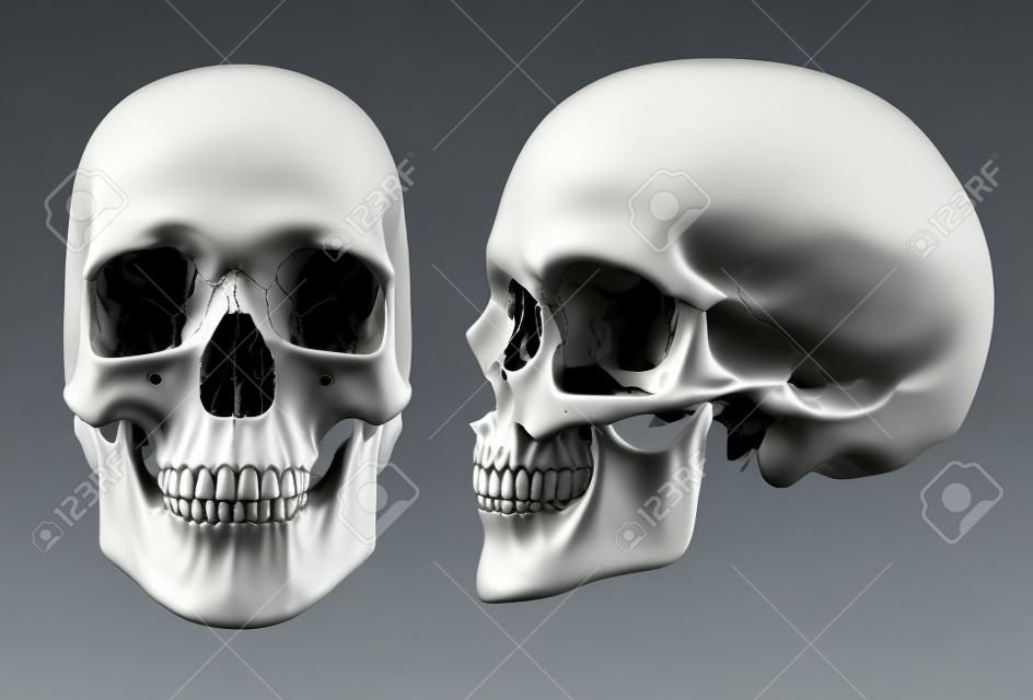Imagen 3D de cráneo humano en plena cara y perfil