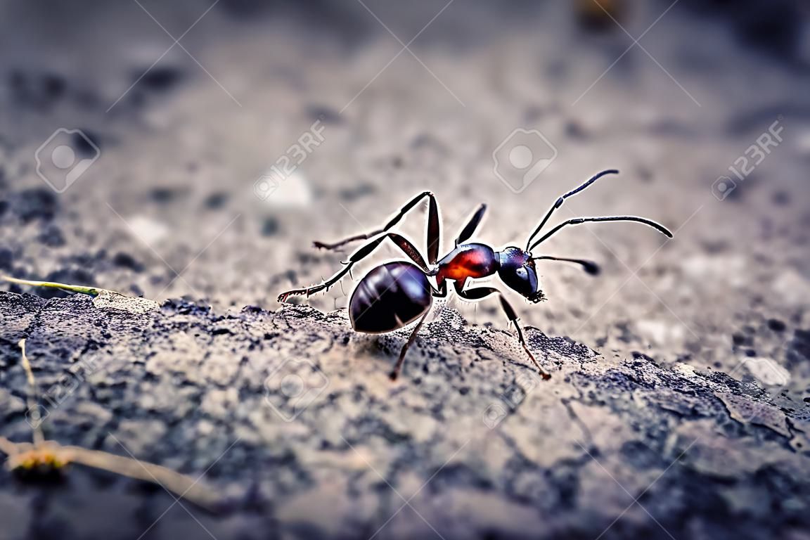 Zbliżenie na mrówkę