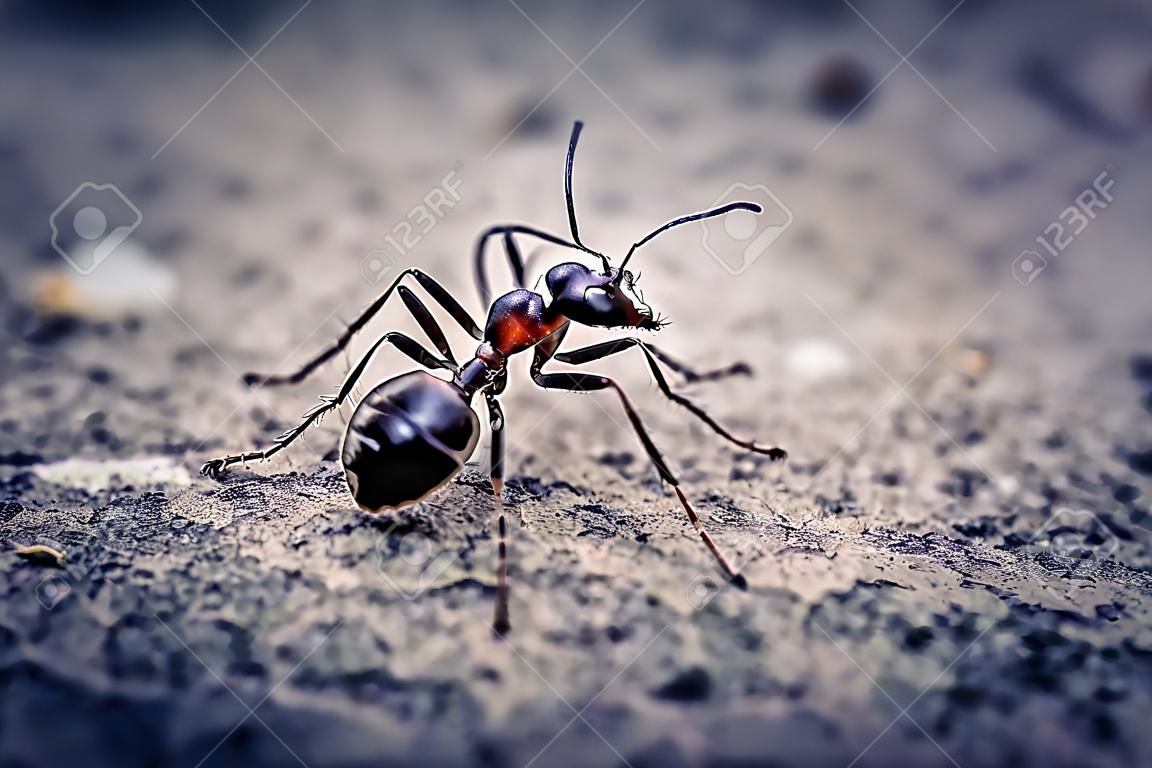Zbliżenie na mrówkę