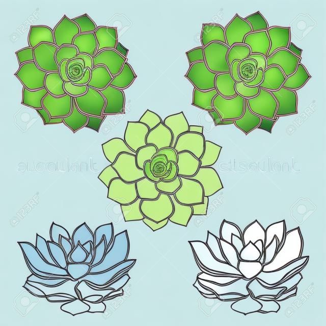 Graphic set with succulents  isolated on white background. Hand drawn vector illustration, sketch. Elements for design.