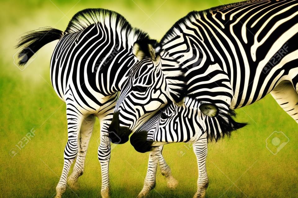 Zebras über grünem Hintergrund in Sambia (HDR-Bild)