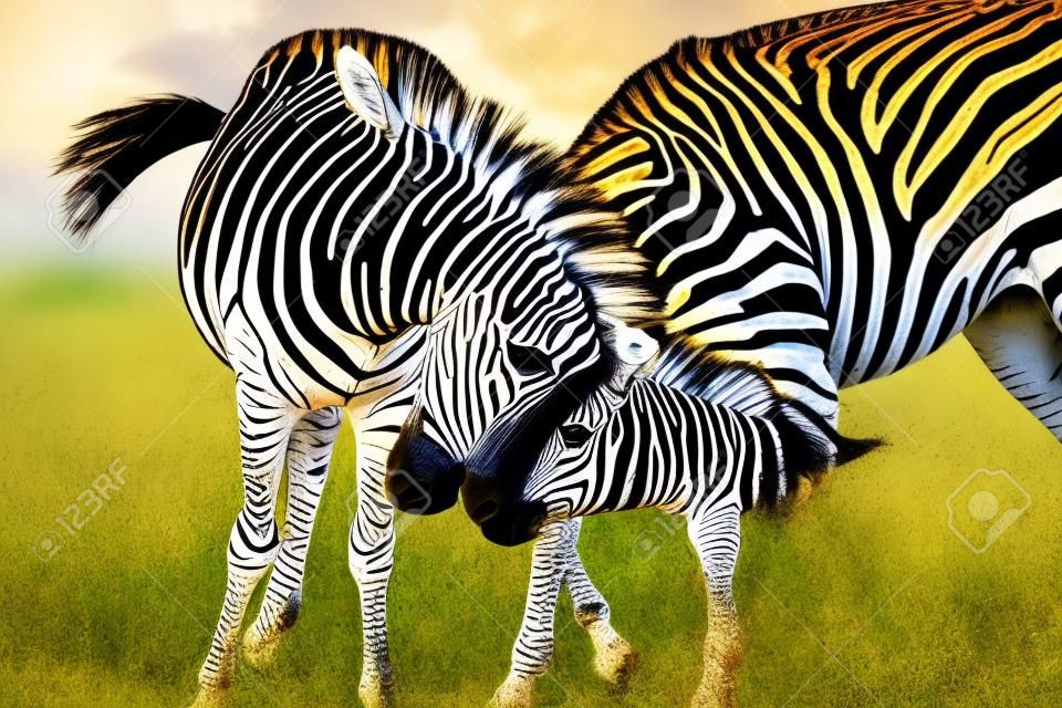 Zebras sobre fundo verde na Zâmbia (imagem HDR)