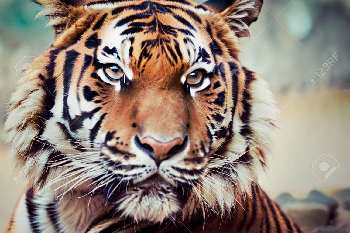 Close-up na Tygrysy twarz.