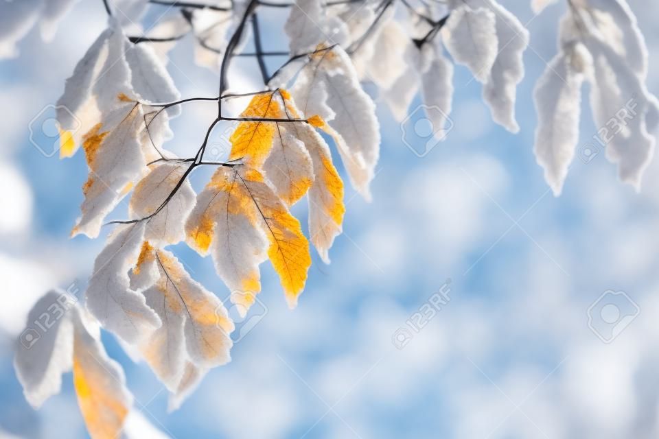 Winter-Blätter auf dem Buchenzweig.