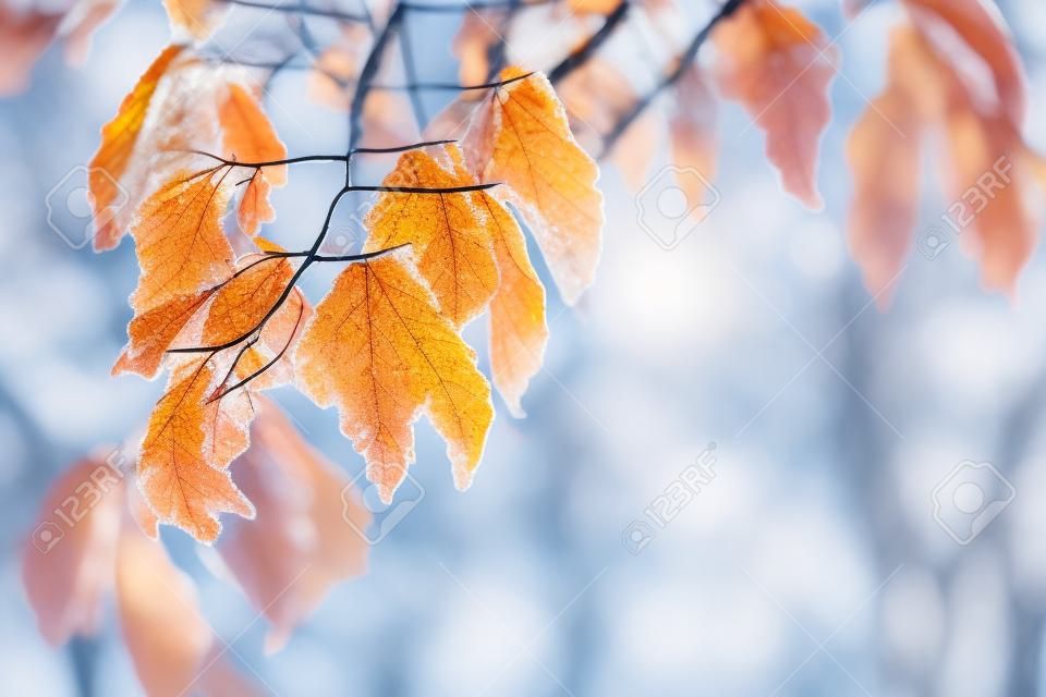 Les feuilles d'hiver sur la branche de hêtre.