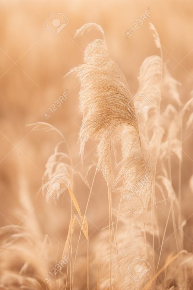 Hierba seca en el tiempo de primavera, Polonia.