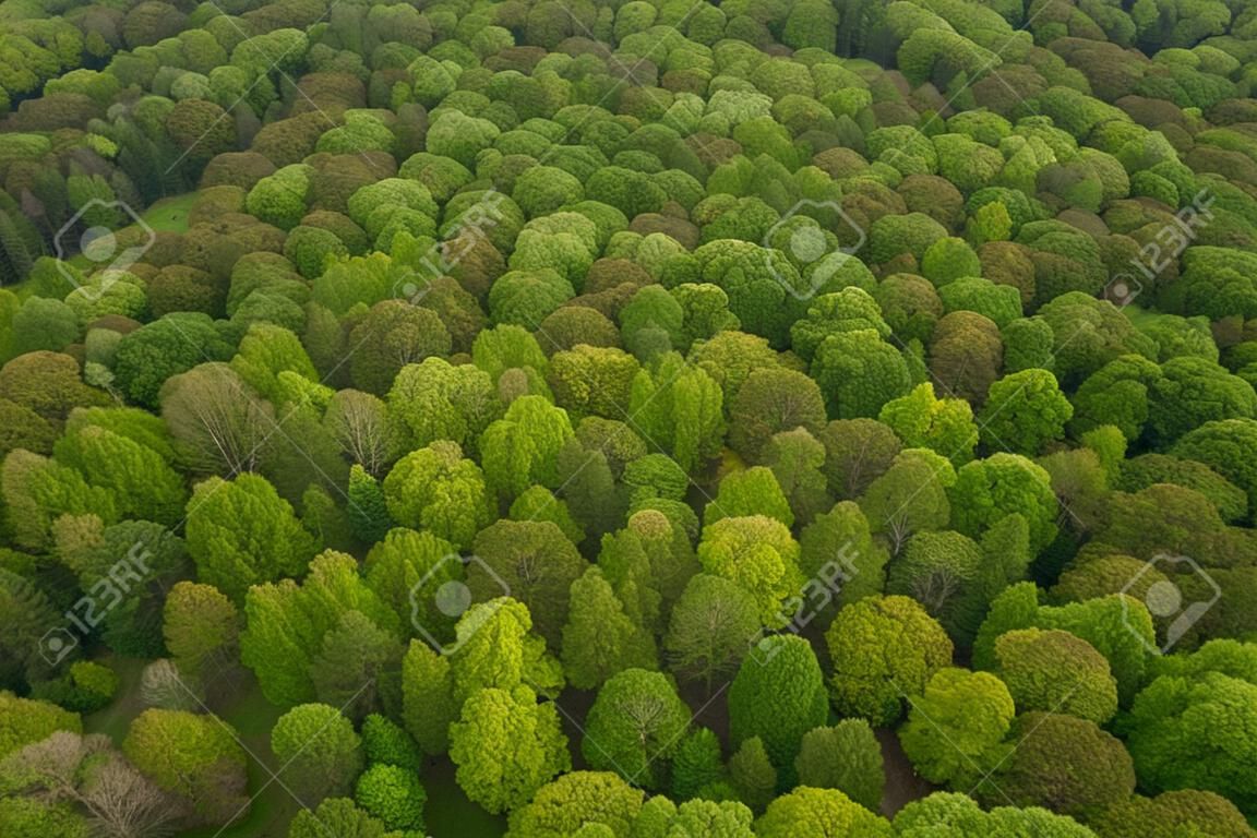 Аэрофотосъемка лесу в Польше
