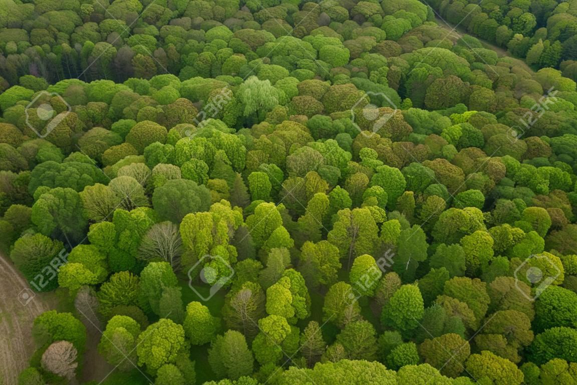 森林在波蘭鳥瞰圖