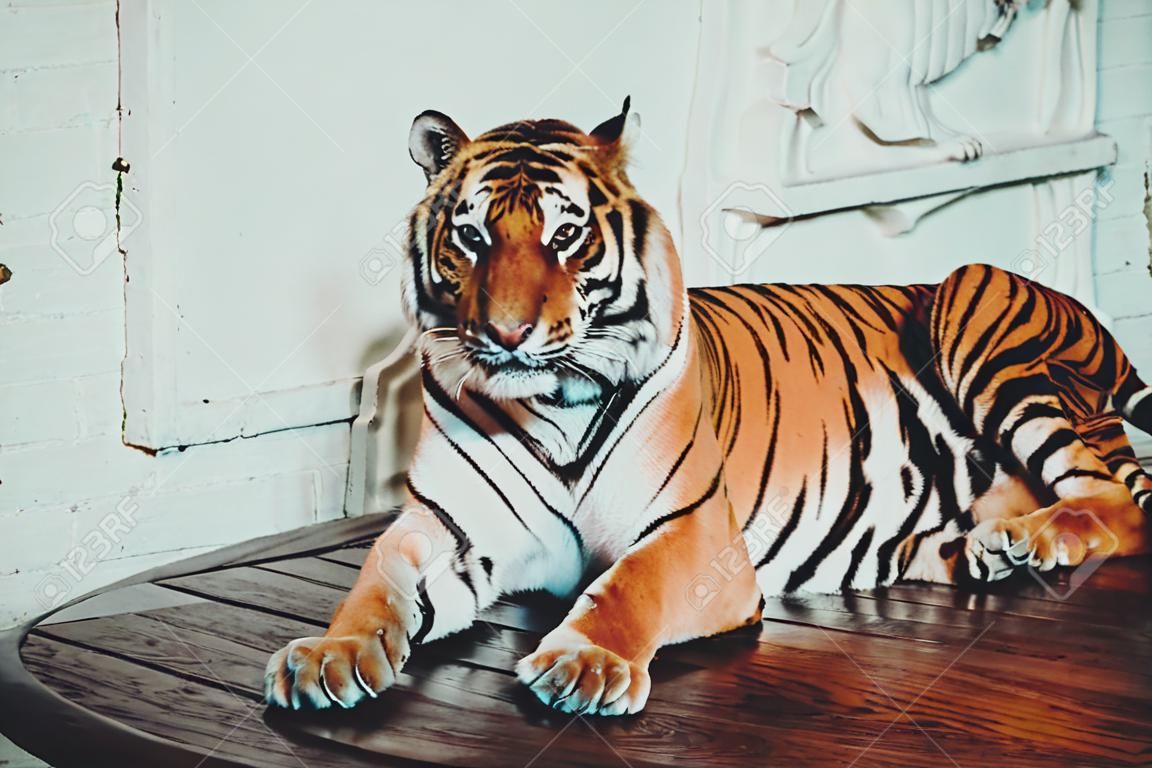 Vrouwelijke tijger zitten op de tafel en poseren voor camera in Thailand