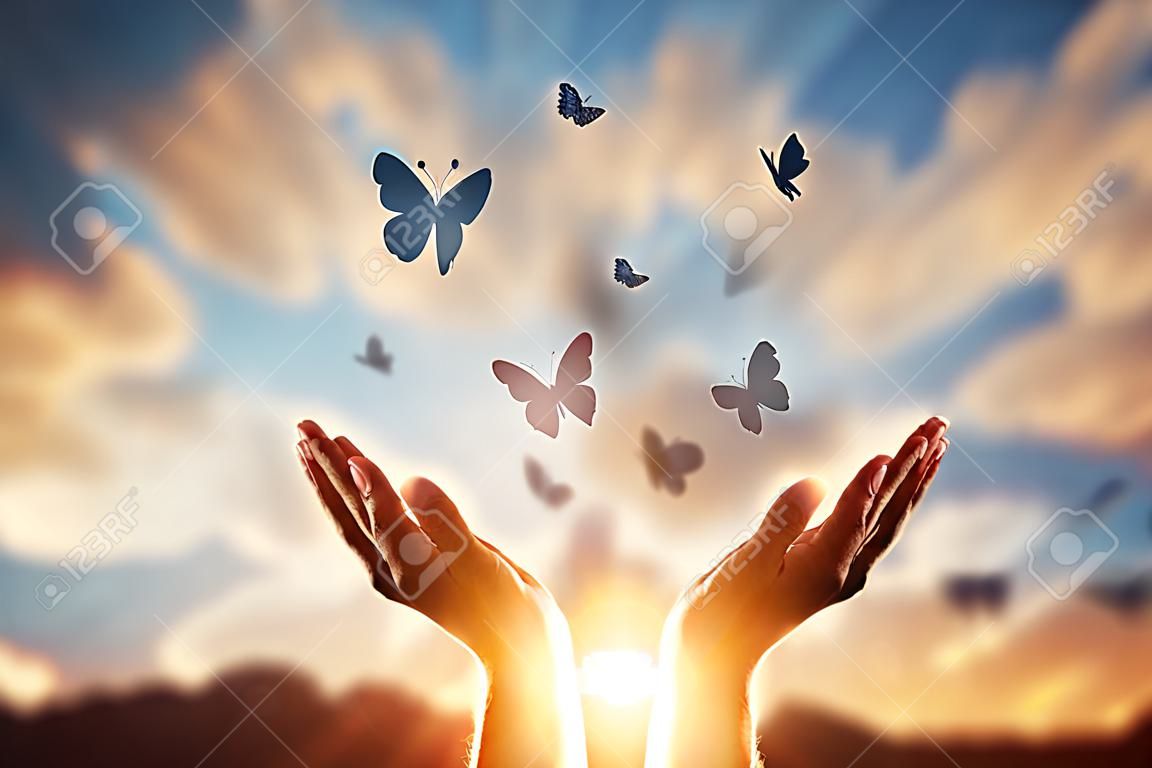 Manos de cerca en el fondo de una hermosa puesta de sol, una bandada de mariposas vuela, disfrutando de la naturaleza. El concepto de esperanza, fe, religión, símbolo de esperanza y libertad.