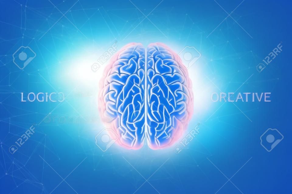 Mózg ludzki na niebieskim tle, napis jest twórczy i logiczny, półkula odpowiada za logikę i odpowiada za twórczość. Ilustracja 3D, renderowanie 3D