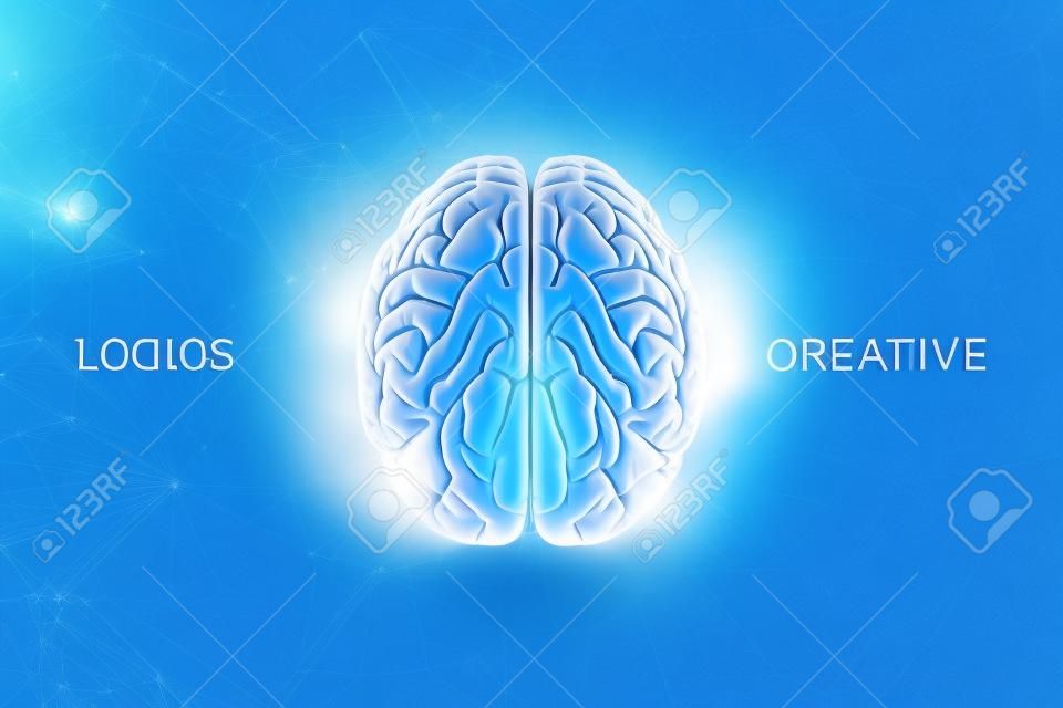 青い背景上の人間の脳、碑文は創造的で論理であり、半球は論理を担当し、創造的な責任を負います。3D イラスト、3D レンダー