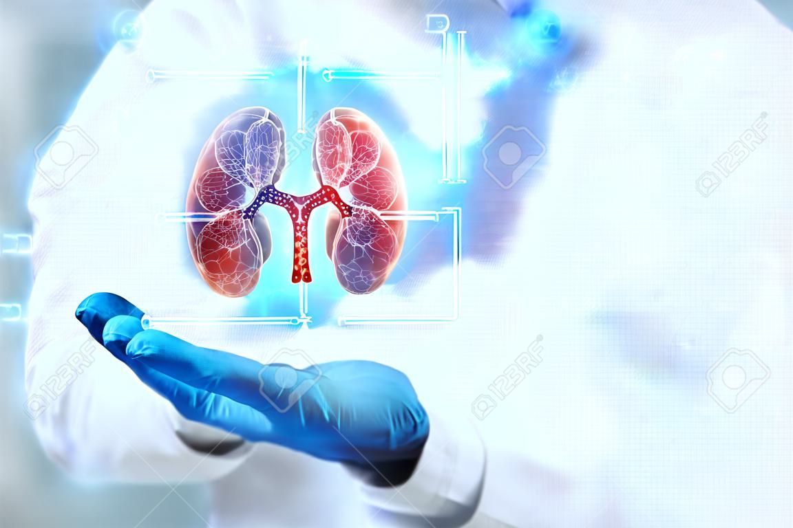 Il medico esamina l'ologramma renale, controlla il risultato del test sull'interfaccia virtuale e analizza i dati. Malattie renali, calcoli, tecnologie innovative, medicina del futuro
