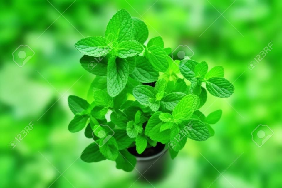 Fresh green mint plant