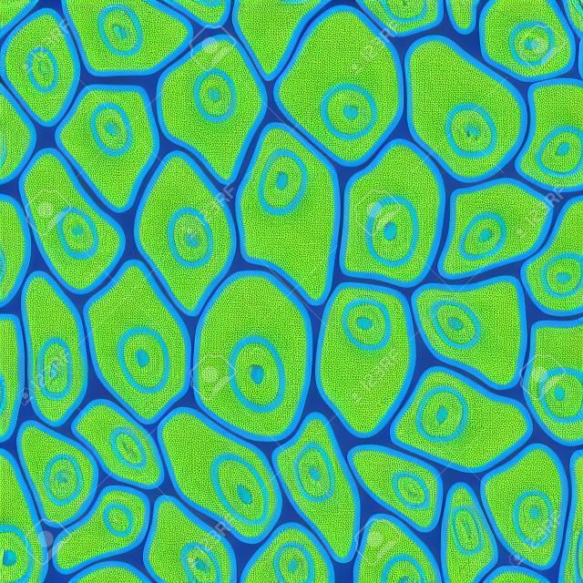 顕微鏡の下の皮膚のシームレスなパターンは人間の皮膚細胞を拡大