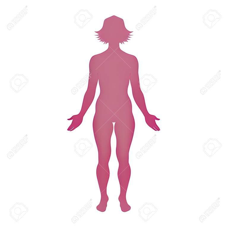 Kobieta ciało ludzkie należące do dorosłej kobiety