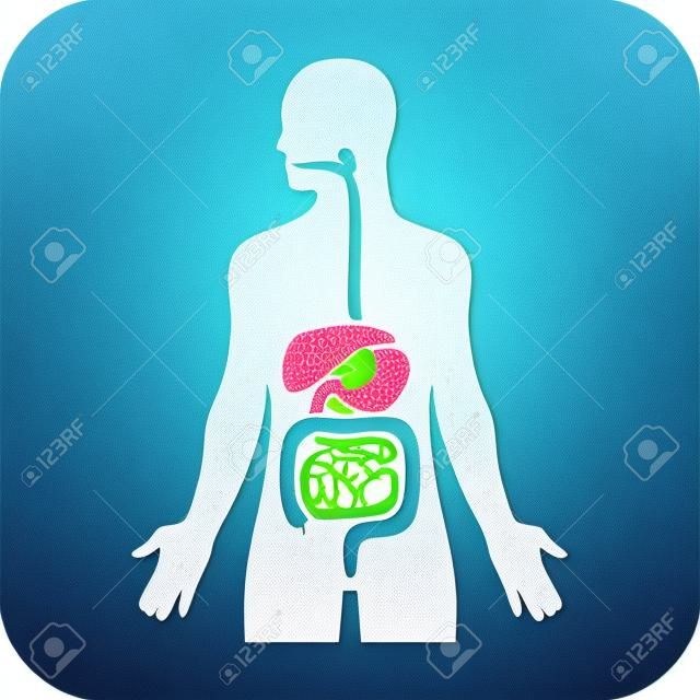 Человек биологический пищеварения / система пищеварения плоский значок для медицинских приложений и веб-сайтов