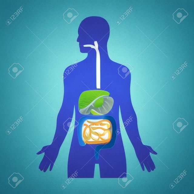 cone plano do sistema digestivo / digestão biológico humano para aplicativos e sites médicos