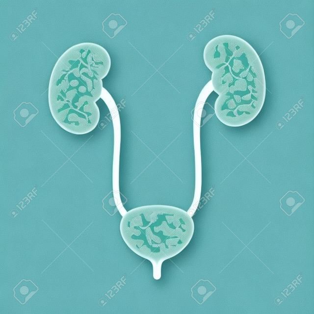 Human urinary bladder system with kidneys, ureters and urethra flat color icon for health apps and websites
