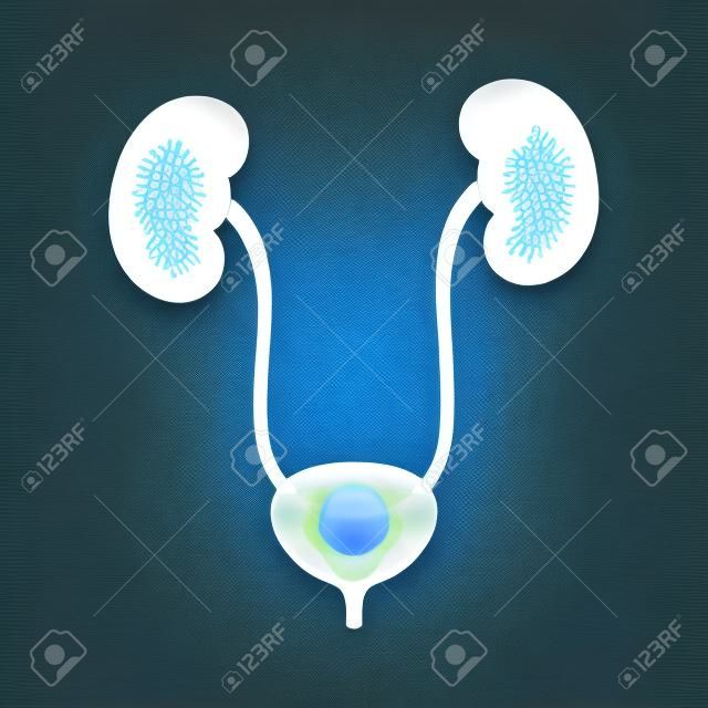 Human urinary bladder system with kidneys, ureters and urethra flat color icon for health apps and websites