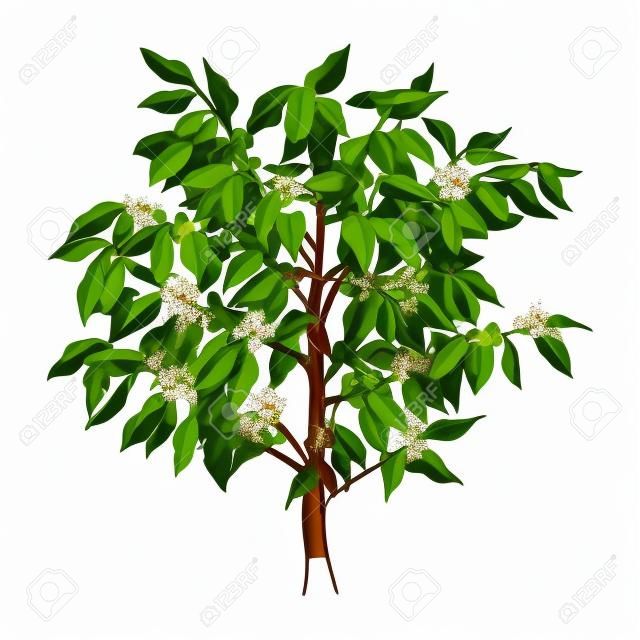 흰색으로 분리된 꽃과 콩이 있는 젊은 아라비카 커피 나무