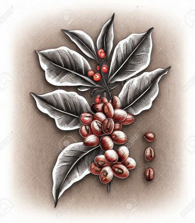 種子、果物、花を持つコーヒーの枝の手描きのイラスト。スケッチされたコーヒー植物