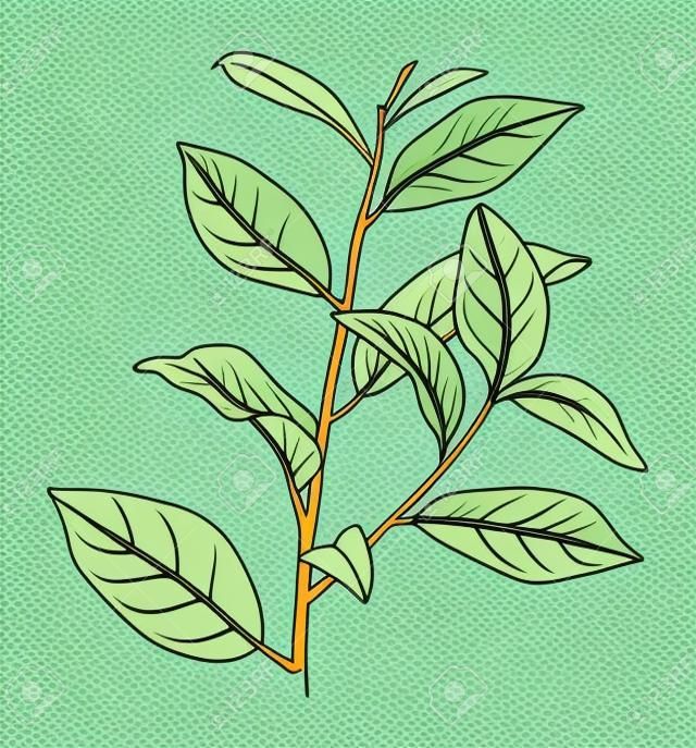 Mão desenhada ramo de planta de chá com folhas verdes frescas.