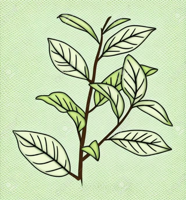 Mão desenhada ramo de planta de chá com folhas verdes frescas.