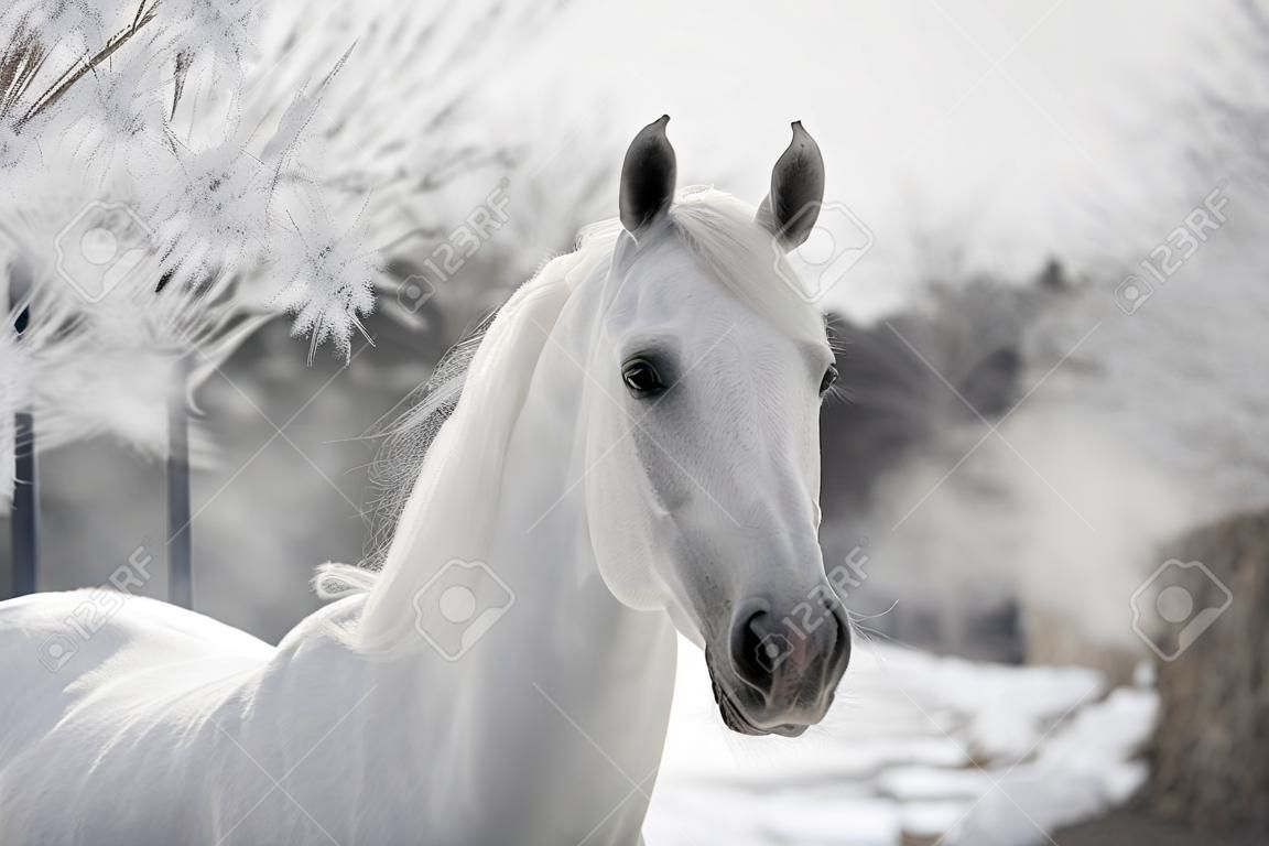 white arabian in winter