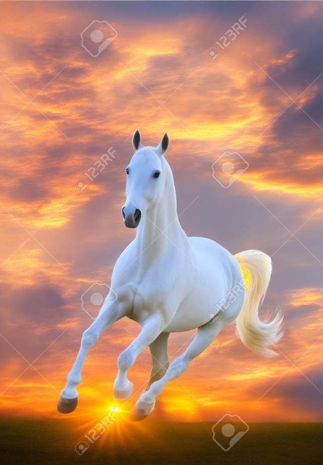white horse in sunset