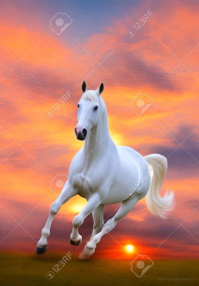 white horse in sunset