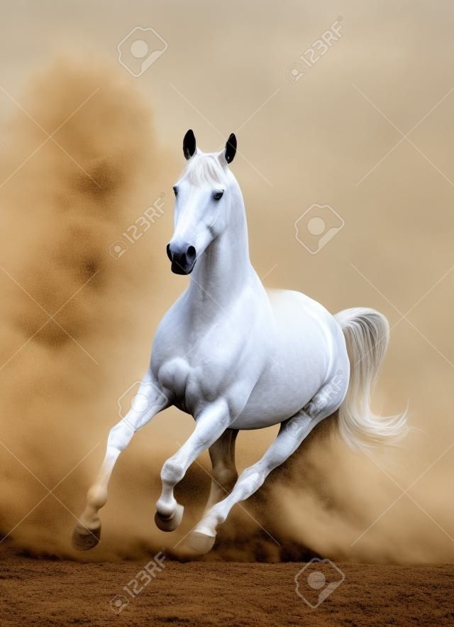 cheval blanc dans la poussière