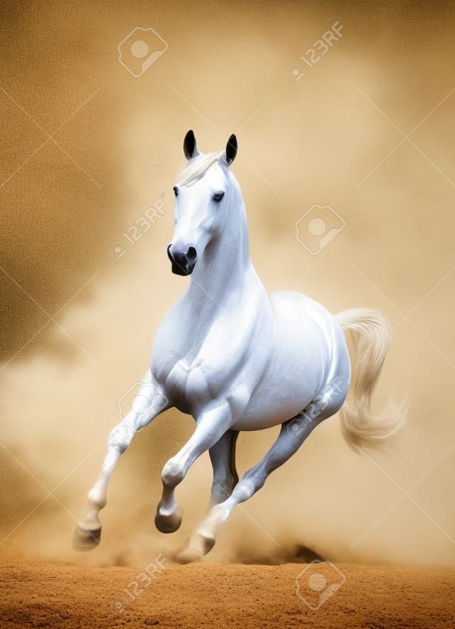 cheval blanc dans la poussière