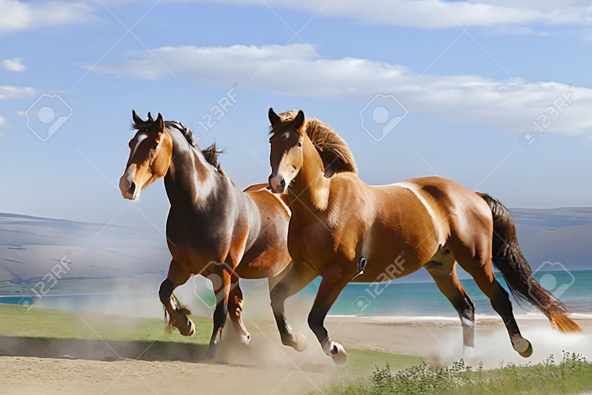 cavalos no verão