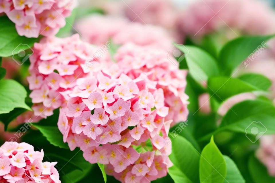 Las flores florecen en un día soleado. Planta de hortensia floreciente. Pink Hydrangea macrophylla floreciendo en primavera y verano en un jardín.