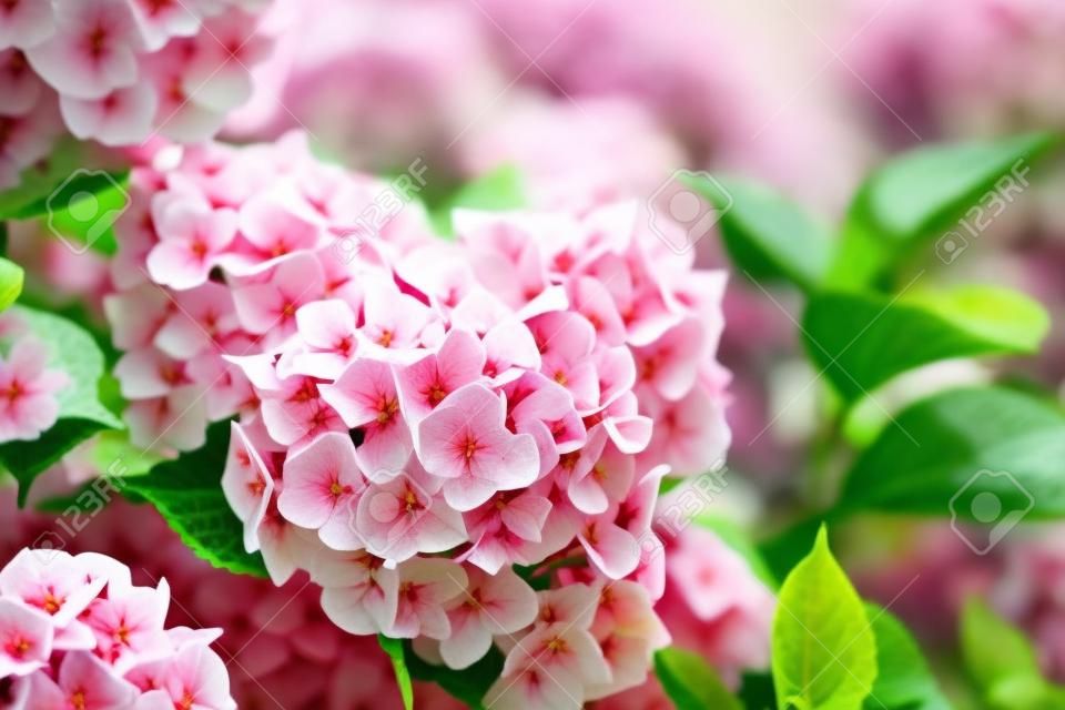 Las flores florecen en un día soleado. Planta de hortensia floreciente. Pink Hydrangea macrophylla floreciendo en primavera y verano en un jardín.