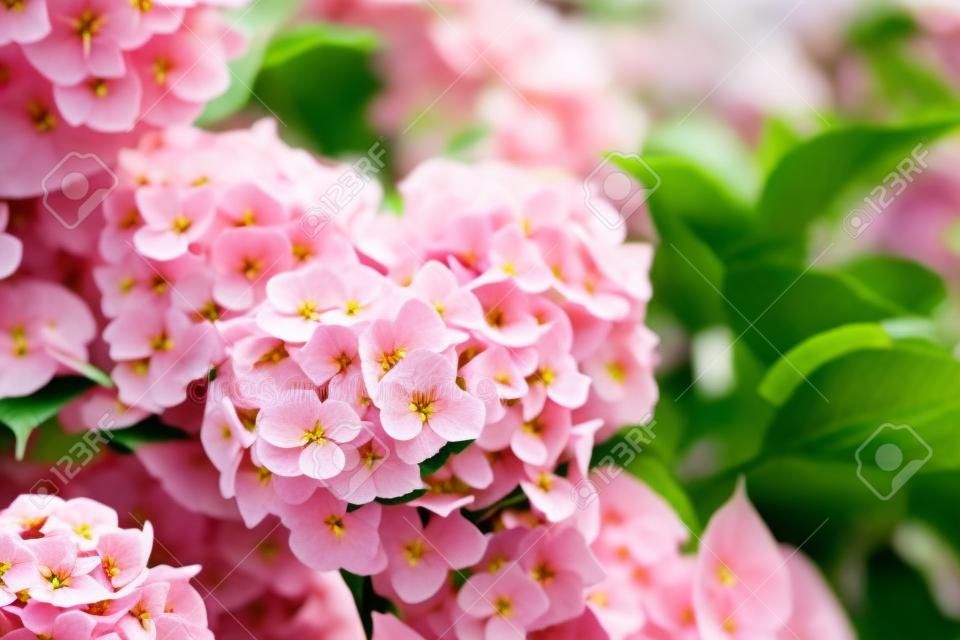 Flowers blossom on sunny day. Flowering hortensia plant. Pink Hydrangea macrophylla blooming in spring and summer in a garden.