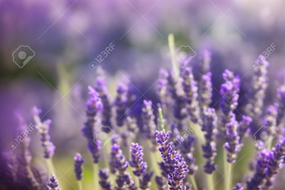 Lavendelbüsche Nahaufnahme, französischer Lavendel im Garten, weicher Lichteffekt.