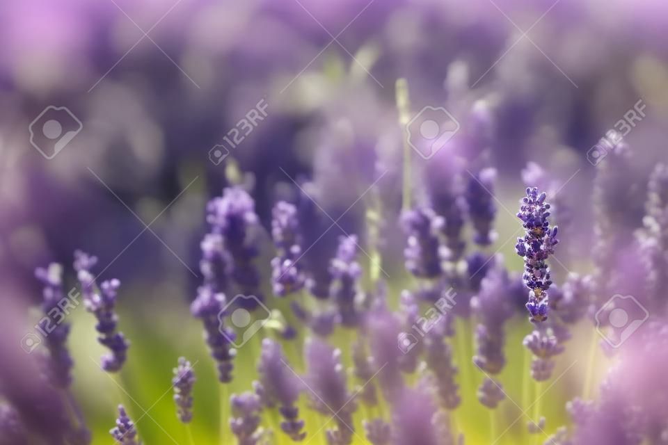 Lavendelbüsche Nahaufnahme, französischer Lavendel im Garten, weicher Lichteffekt.