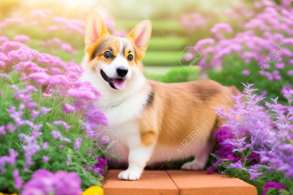 cute puppy welsh corgi dog standing  in a flower bed, for a walk in the park in the summer
