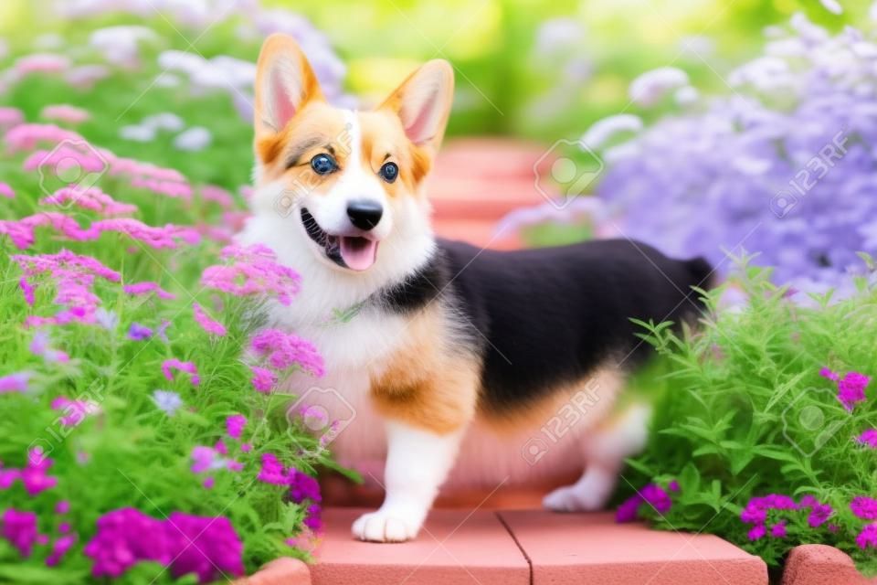 여름에 공원에서 산책을 위해 화단에 서 있는 귀여운 강아지 웨일스 코기 개