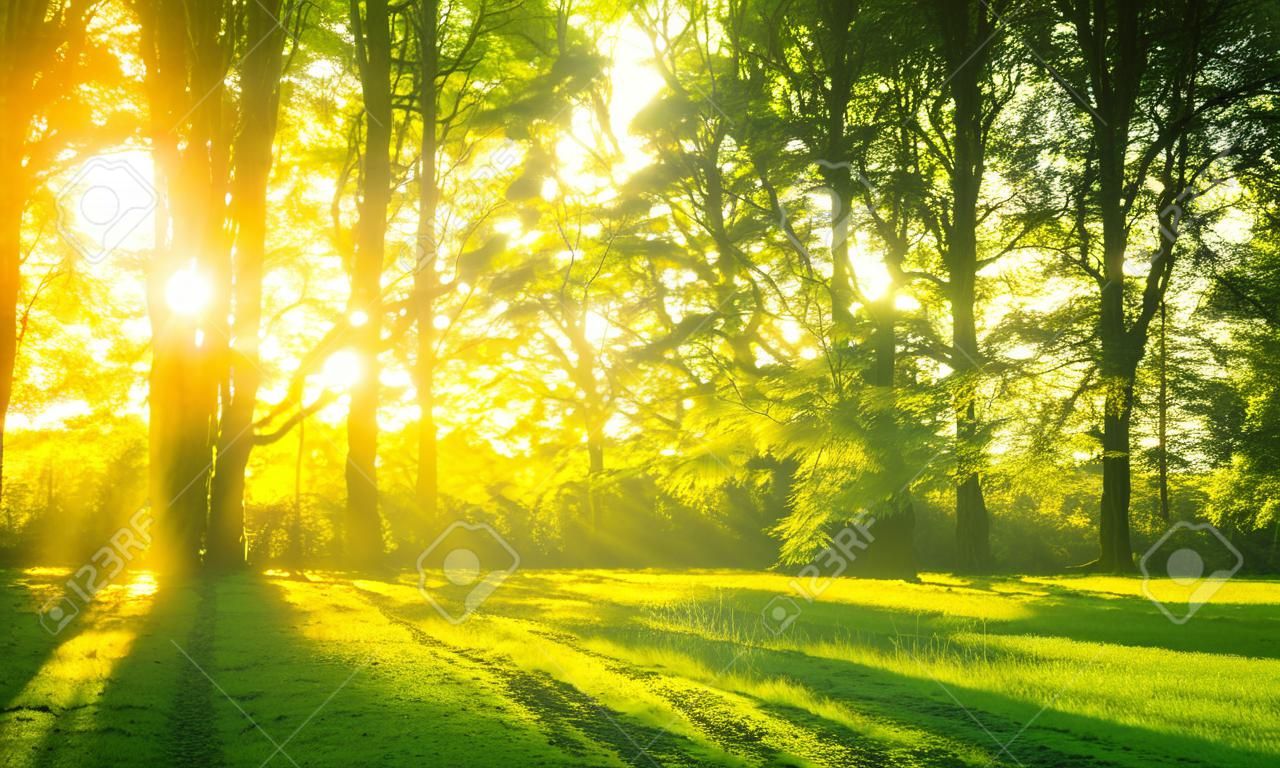 태양 광선 아침에 숲의 이미지