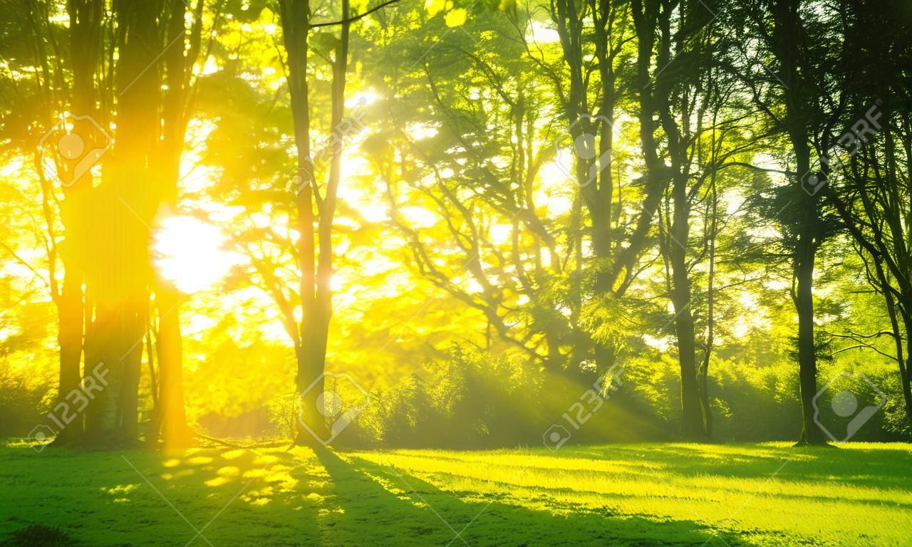 Ein Bild von Wald am Morgen mit Sonnenstrahlen